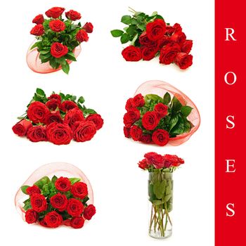set of different roses images over white background