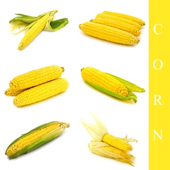 set of different corn images over white background