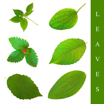 set of different leaf images over white background