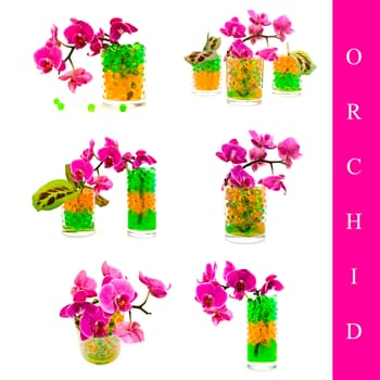 set of different orchid images over white background