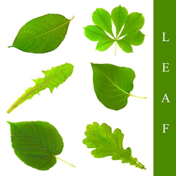 set of different leaf images over white background