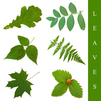 set of different leaf images over white background