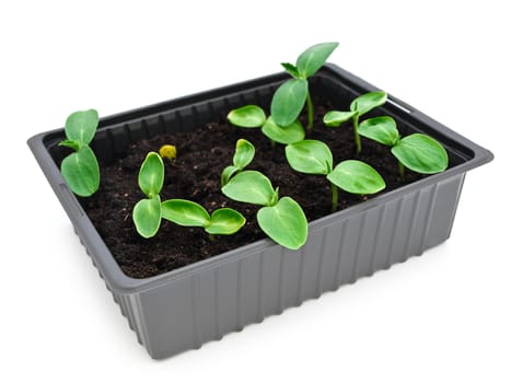 green sprouts in box over white background