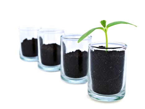 green sprout in glass container in row with empty vessels over white background: one against all