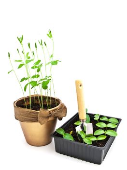 green sprouts in box and ceramic pot over white background