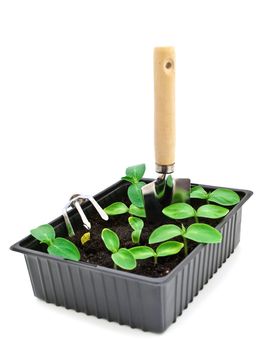 green sprouts in box with scapula over white background