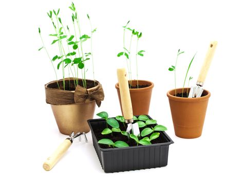 green sprouts in box and ceramic pots over white background