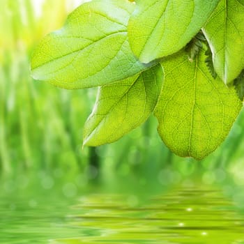 green freshness sunny scenery with leaves and water 