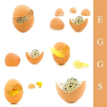 Set of eggs, feather and chicken over white background