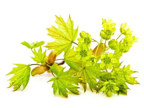 Spring maple branch blossom over white background