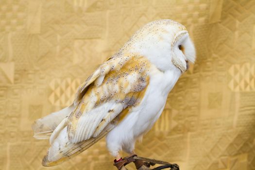 Owl portrait, white bird