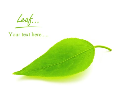 Single green leaf over white background