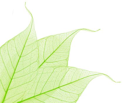 border of green decorative skeleton leaves, copyspace for your text