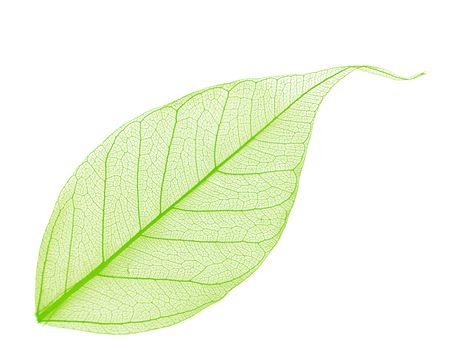Single green decorative skeleton leaf, element for your design