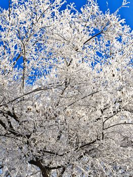 snowy tree branches over the blue sky