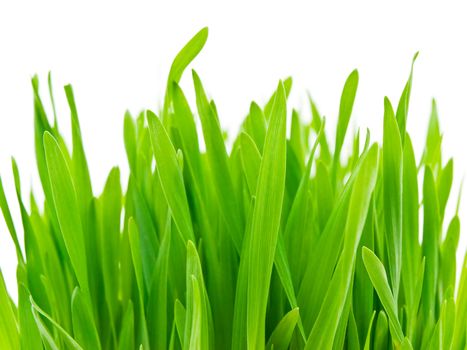 fresh green grasss over the white background