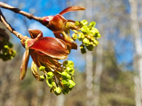 maple flowers wagainst the forest and blue sky