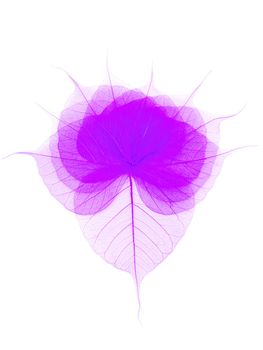 lilac skeleton leaves over the white background