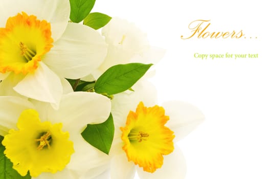 bunch of narcissus over white with copy space for text