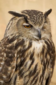 Owl portrait, golden owl