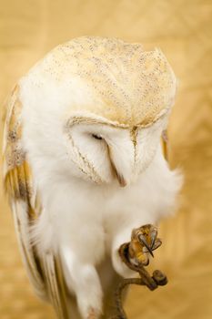 Owl portrait, white bird