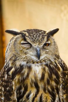 Owl portrait, golden owl