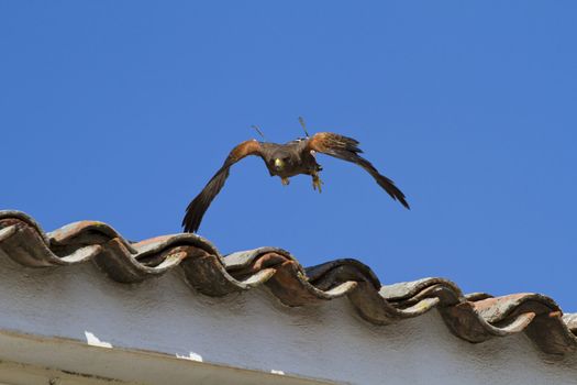 display of birds of prey, golden eagle