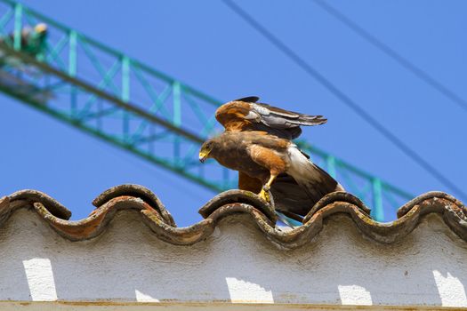 display of birds of prey, golden eagle