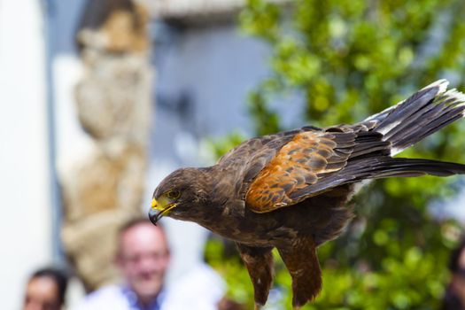 display of birds of prey, golden eagle