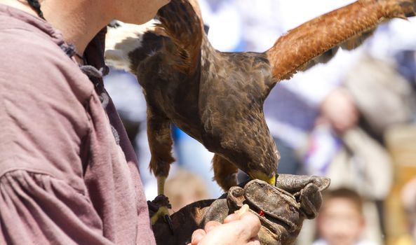 display of birds of prey, golden eagle