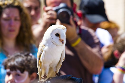 display of birds of prey, screech owl