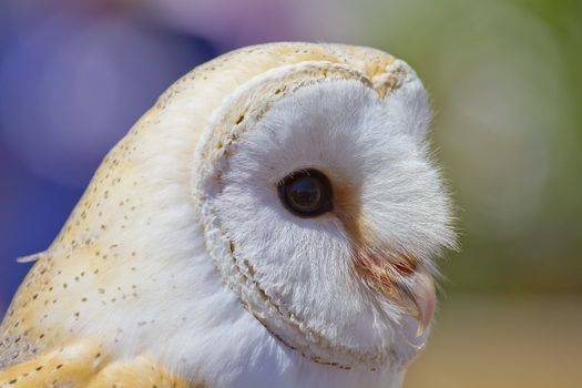 Owl portrait, white bird