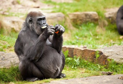 Rather large female gorilla eating and stuffing the food in her mouth