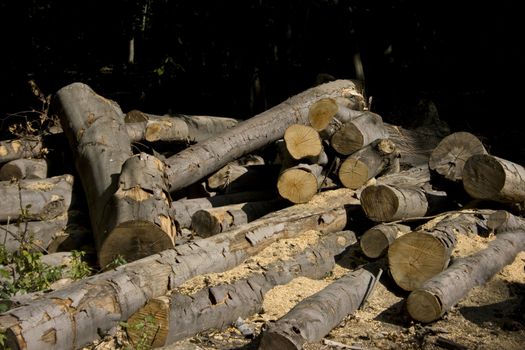 cut wood in a forest during autumn