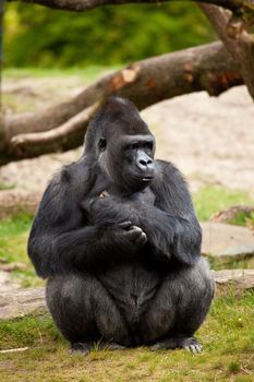 Male gorilla sitting quietly and watching his surroundings