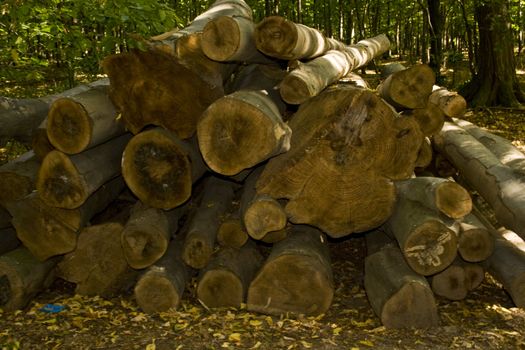 cut wood in a forest during autumn