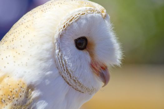 Owl portrait, white bird