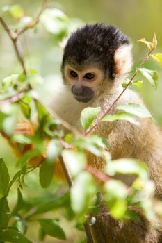 Squirrel monkey browsing in the bushes