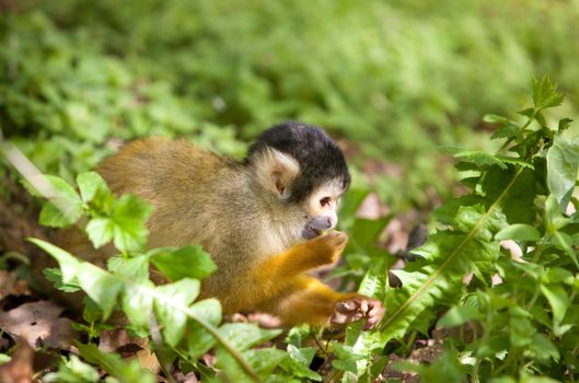 Cute little squirrel monkey busy looking for something to eat in the bushes