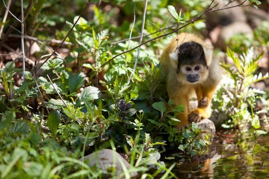 Squirrelmonkey by a river stream looking up