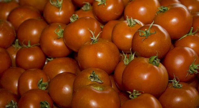 A large group of beautiful red tomatoes