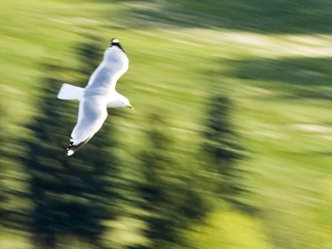 This shot was taken from the roof of a skyscraper as I tracked the gull and exposed at a fast shutter speed to keep the seagull sharp.