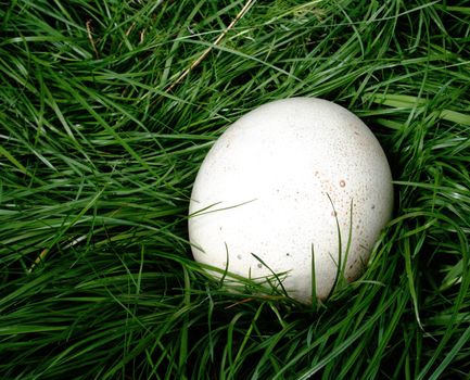 An ostrich egg standing in the grass