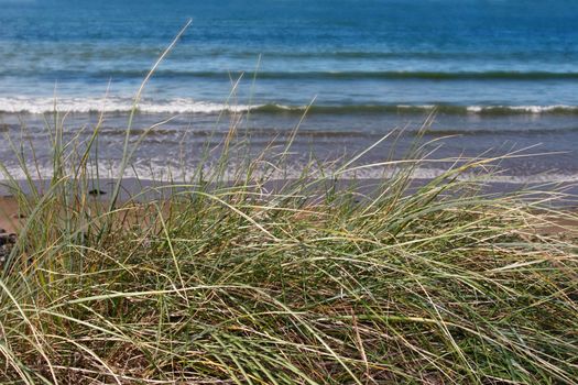 tall grass on the sand dunes in kerry ireland