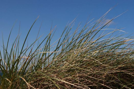 tall grass on the sand dunes in kerry ireland