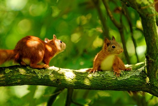 two young squirrels playing in a tree 
