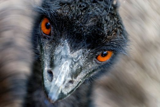 Head of moving Australian Emu (Dromaius novaehollandiae) looking with orange eyes