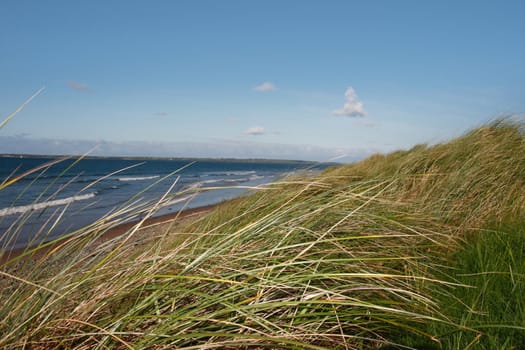 tall grass on the sand dunes in kerry ireland