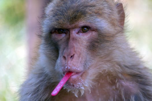 monkey eating