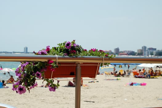 flowers at Sunny beach